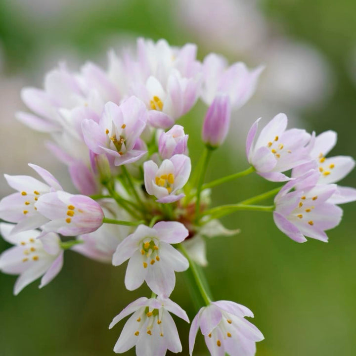 Allium roseum