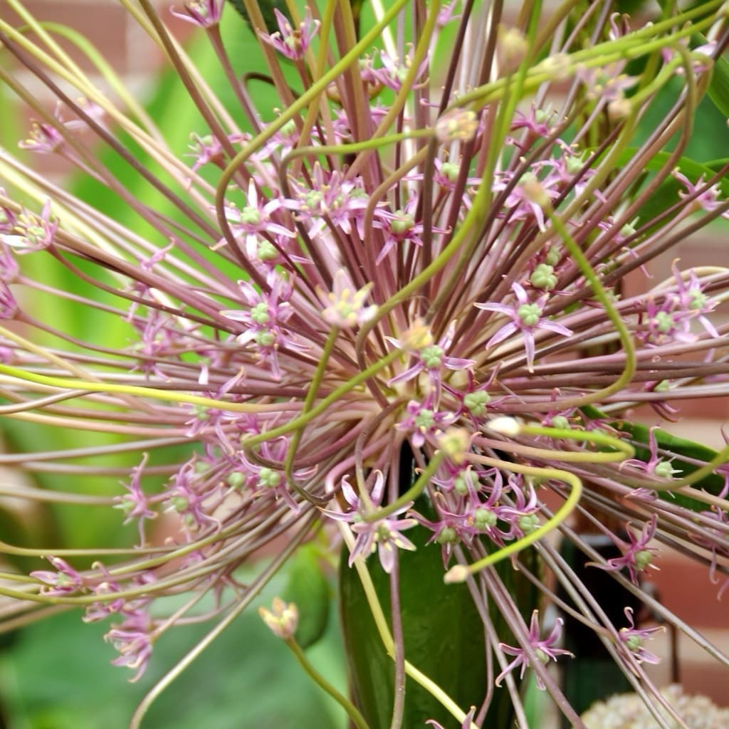 Allium schubertii