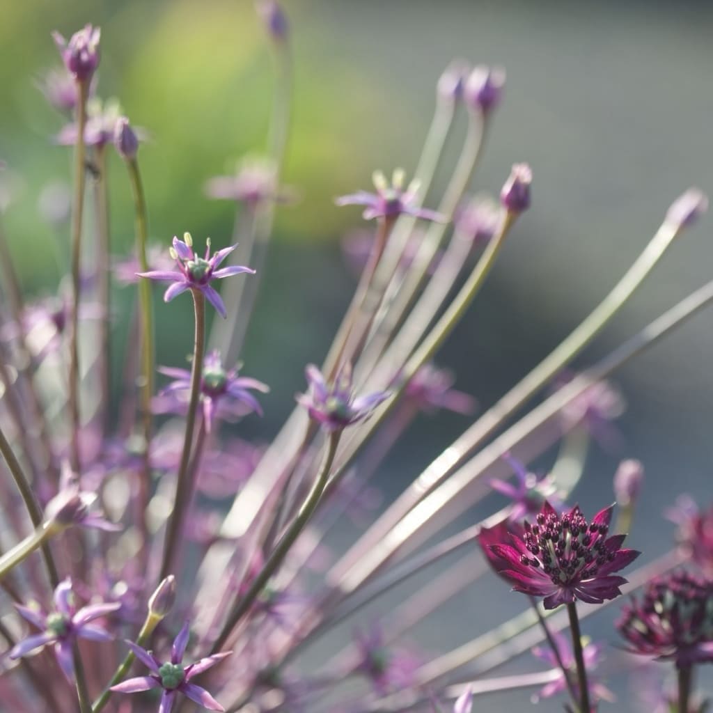 Schuberts Zierlauch Violett