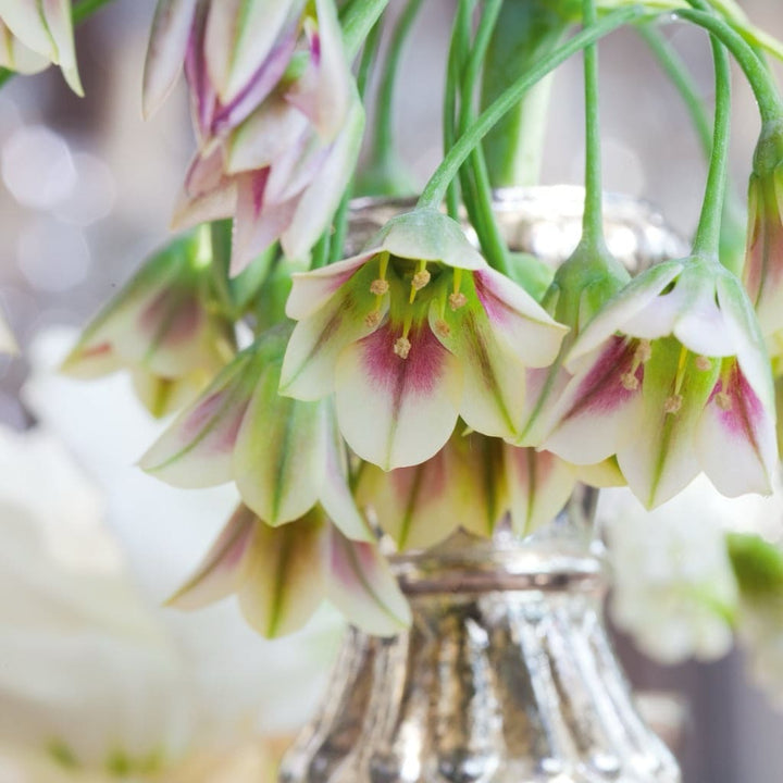 Allium siculum
