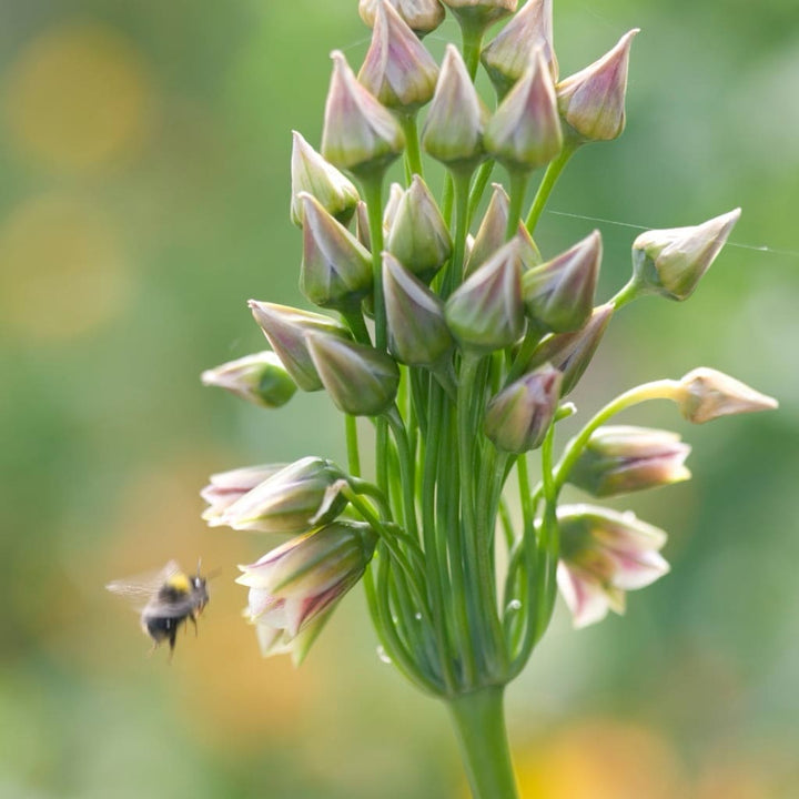 Allium siculum