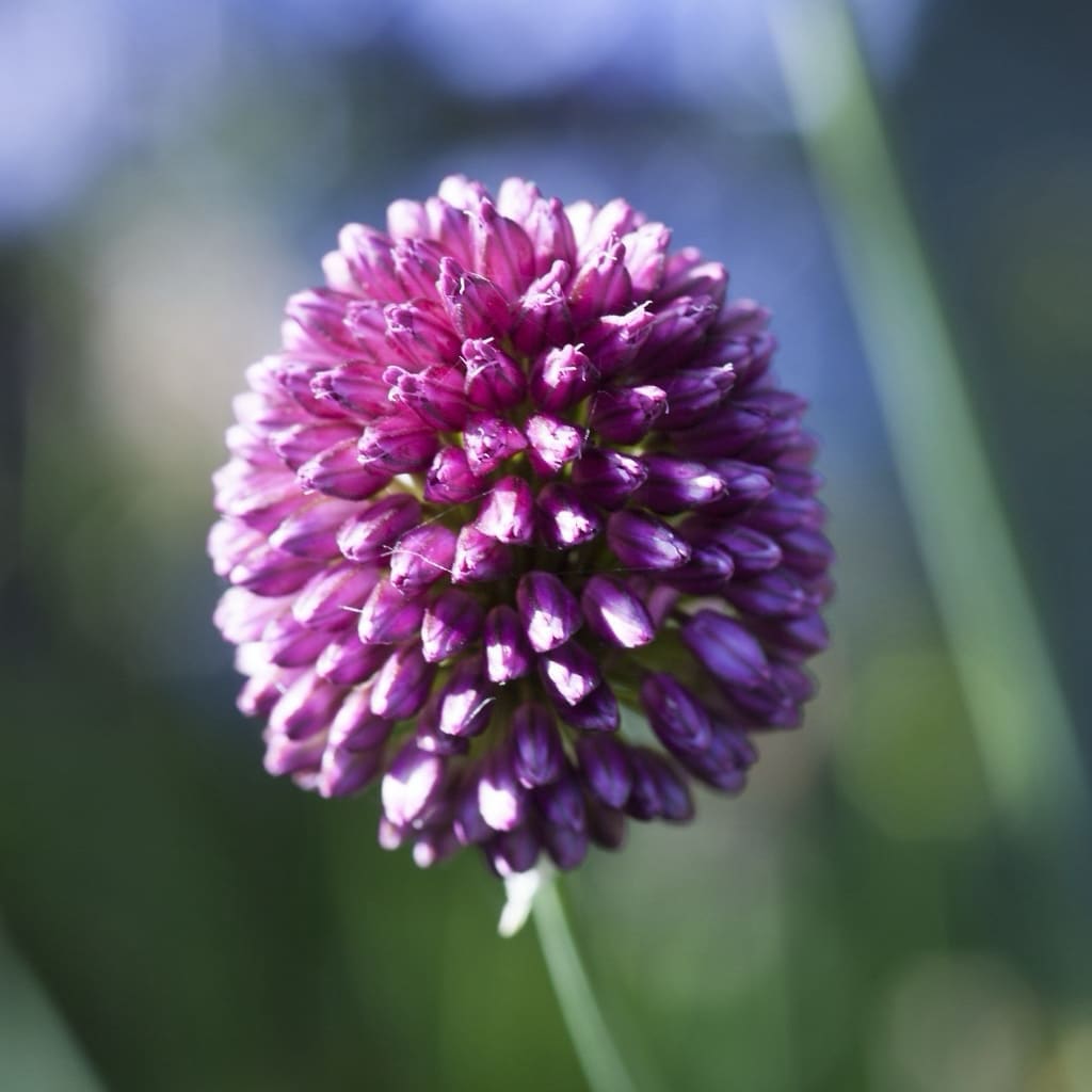 Allium sphaerocephalon