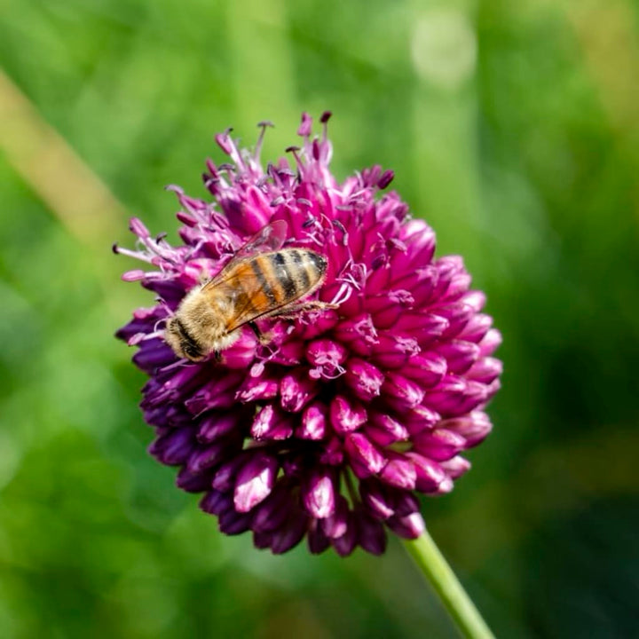 Allium sphaerocephalon