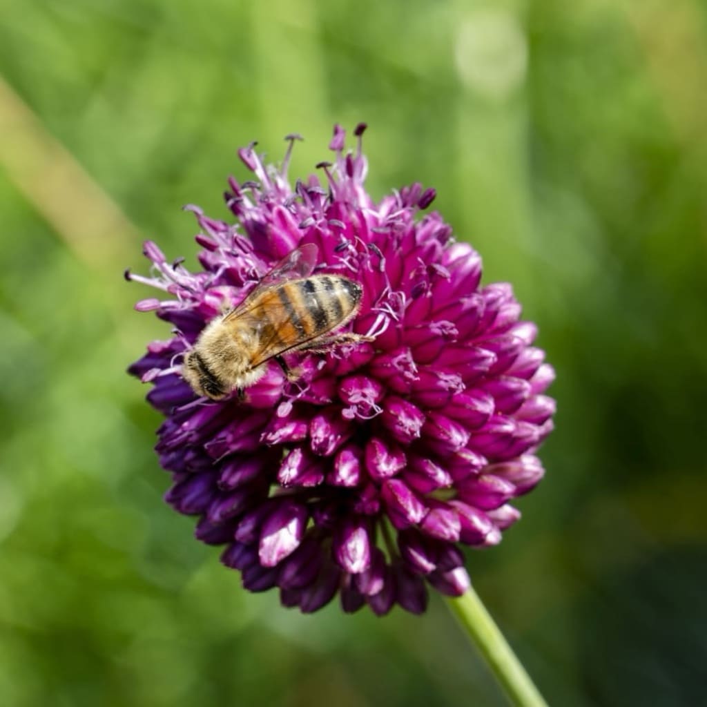 Allium sphaerocephalon