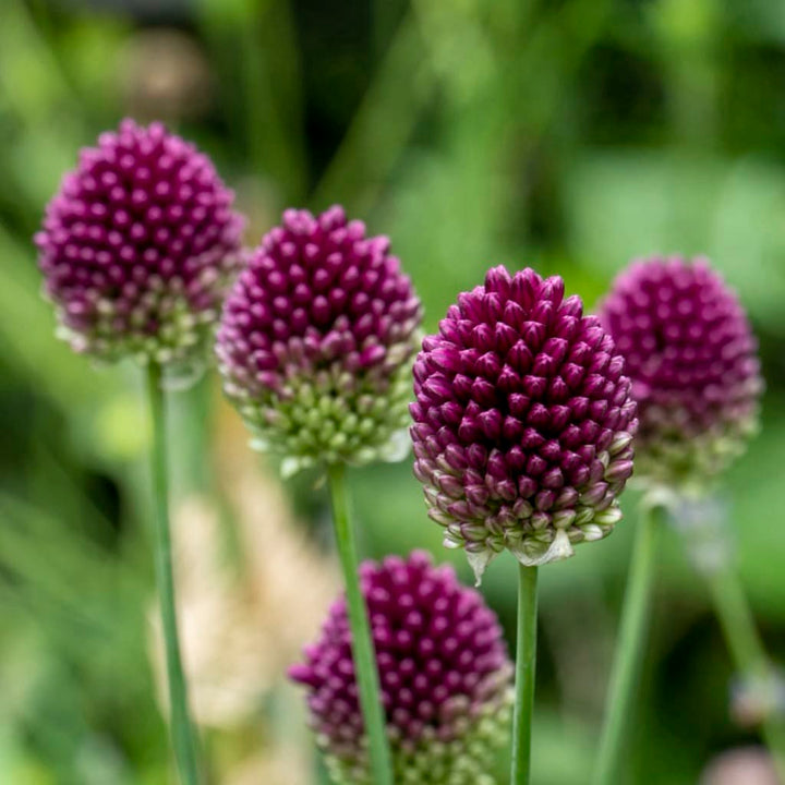 Bio-Drumstick-Zierlauch Violett