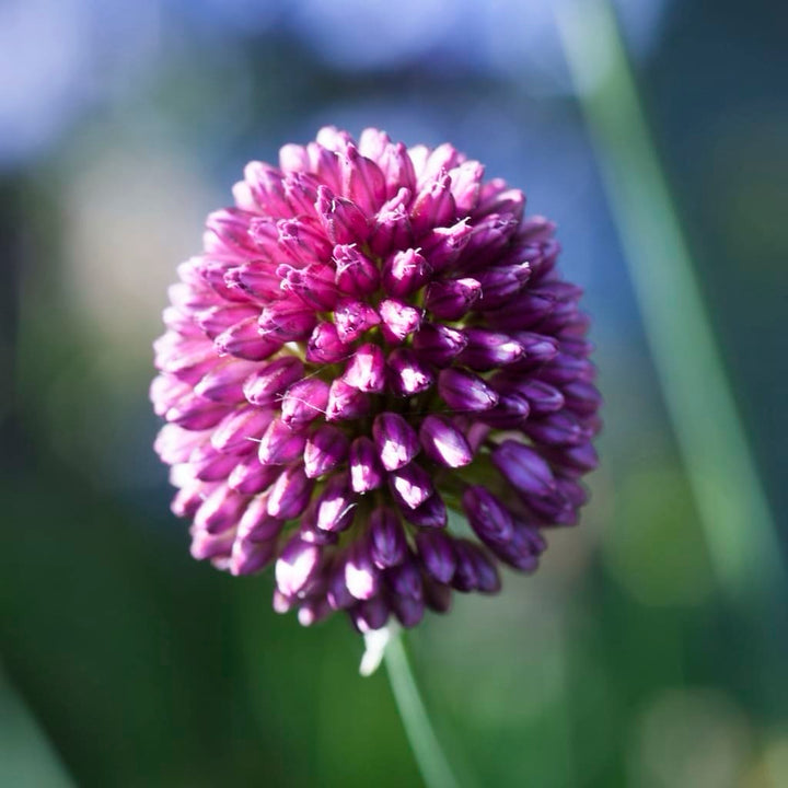Bio-Drumstick-Zierlauch Violett