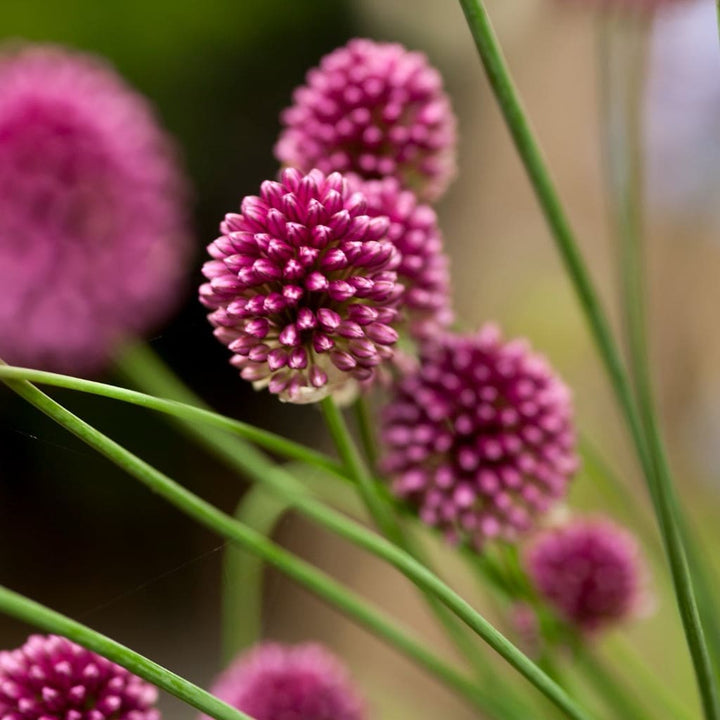 Bio-Drumstick-Zierlauch Violett