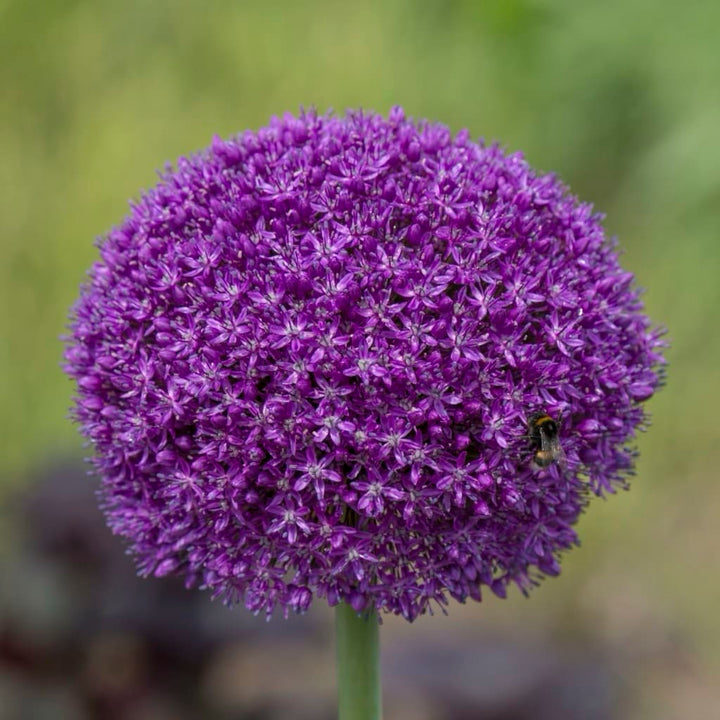 Allium