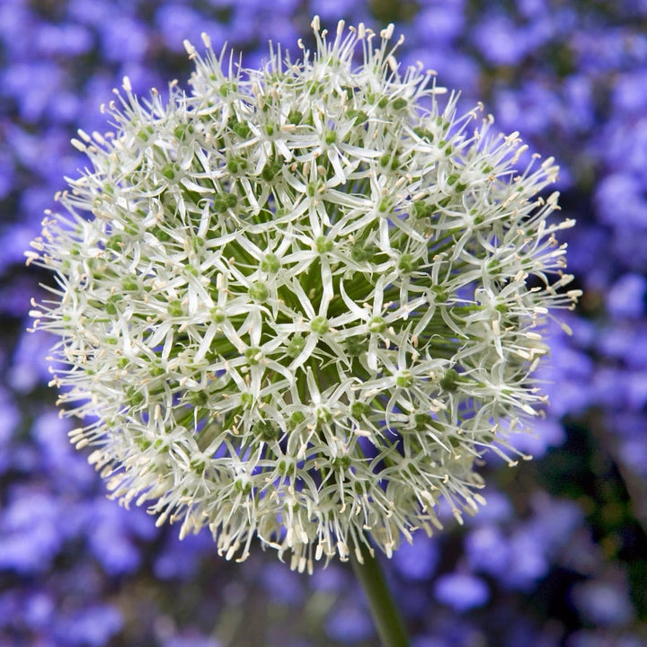 Allium
