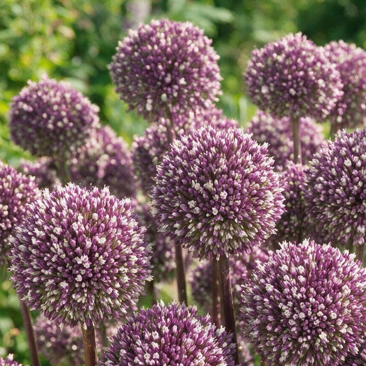 Allium