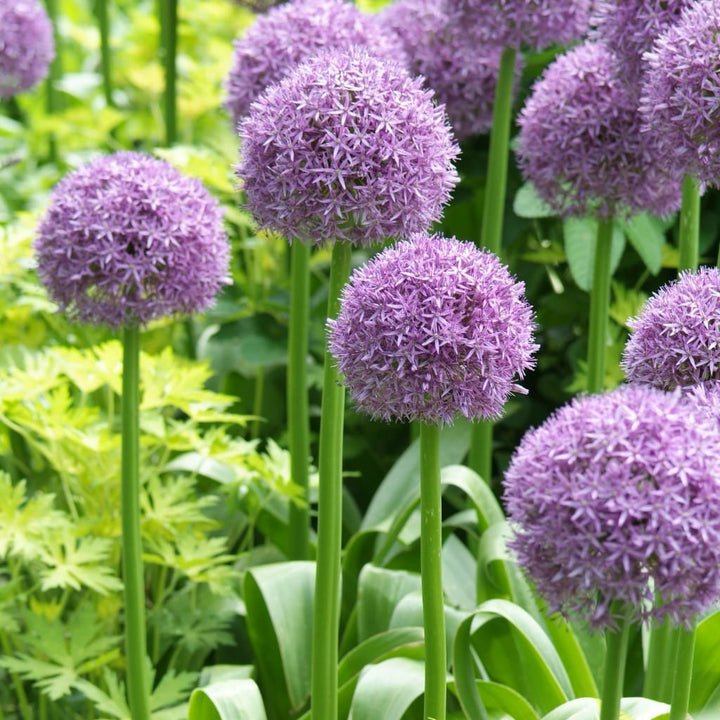 Allium