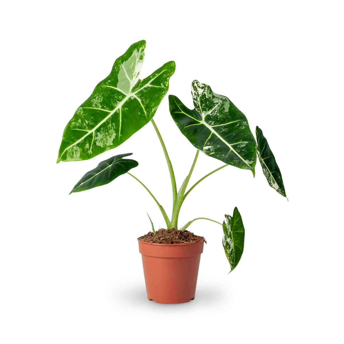 Alocasia 'Frydek' Variegata (Rarität) kaufen