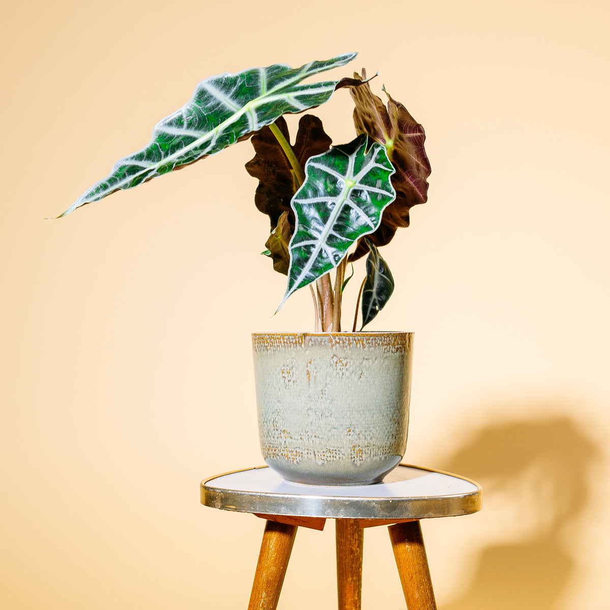 Alocasia 'Polly' als Zimmerpflanze