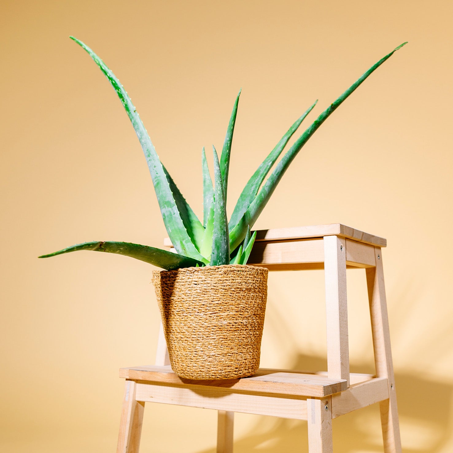Aloe vera als Zimmerpflanze