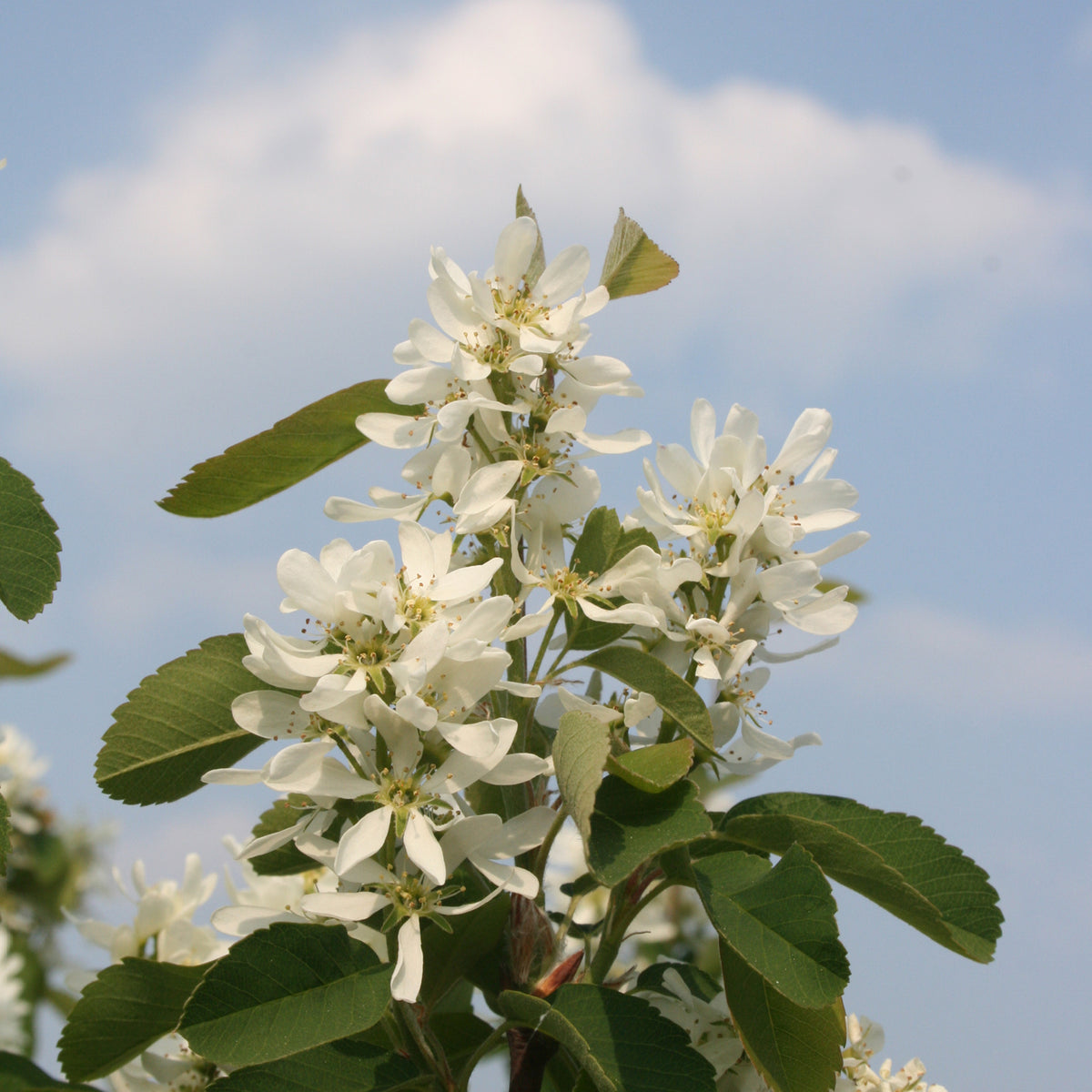 Blüte von Amelanchier alnifolia 'Obelisk'®