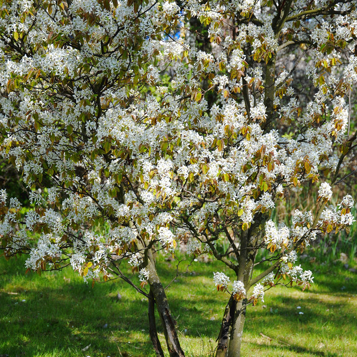 Amelanchier lamarckii im Garten