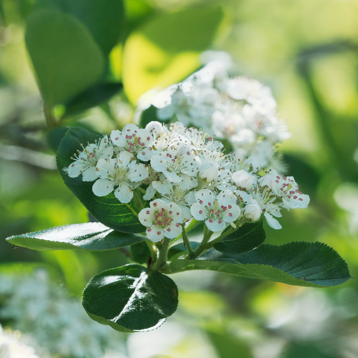 Blüte der Aronia 'Viking'
