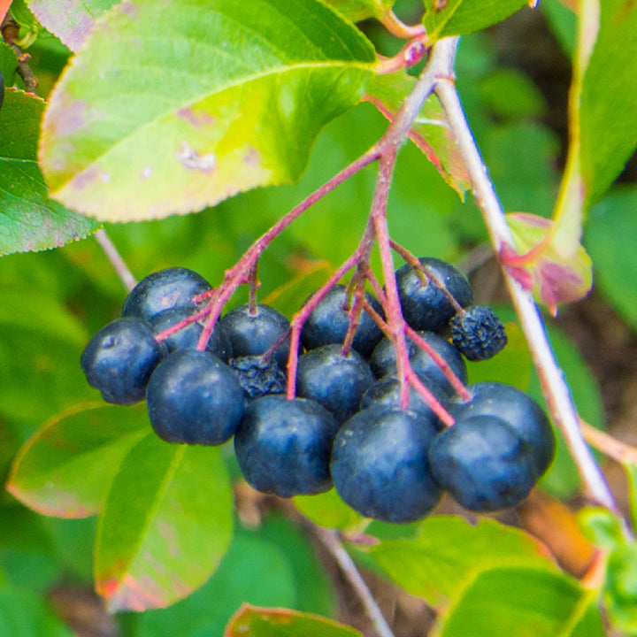 Früchte der Aronia 'Viking'