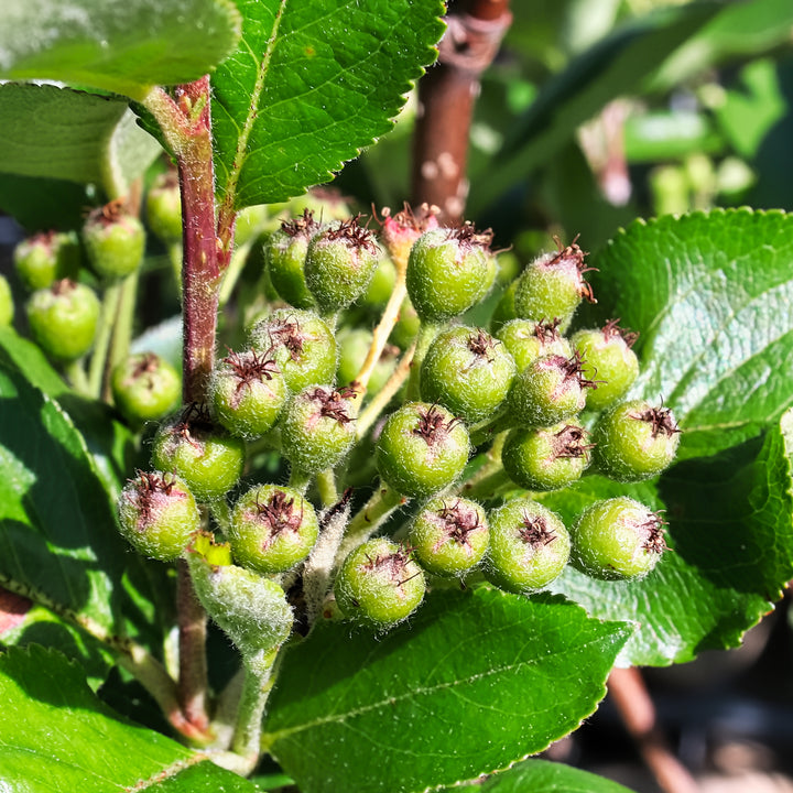 Beeren der Aronia 'Viking'