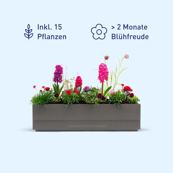 Balkonbox Rosy Kiss