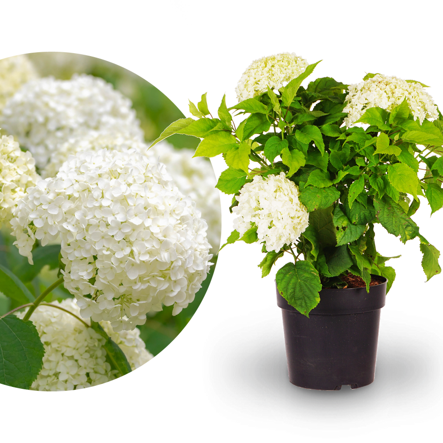 Ballhortensie 'Annabelle' Weiß