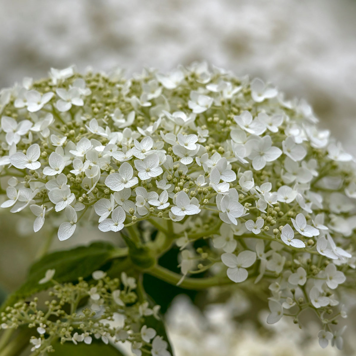 Blüte der Ballhortensie 'Strong Annabelle'
