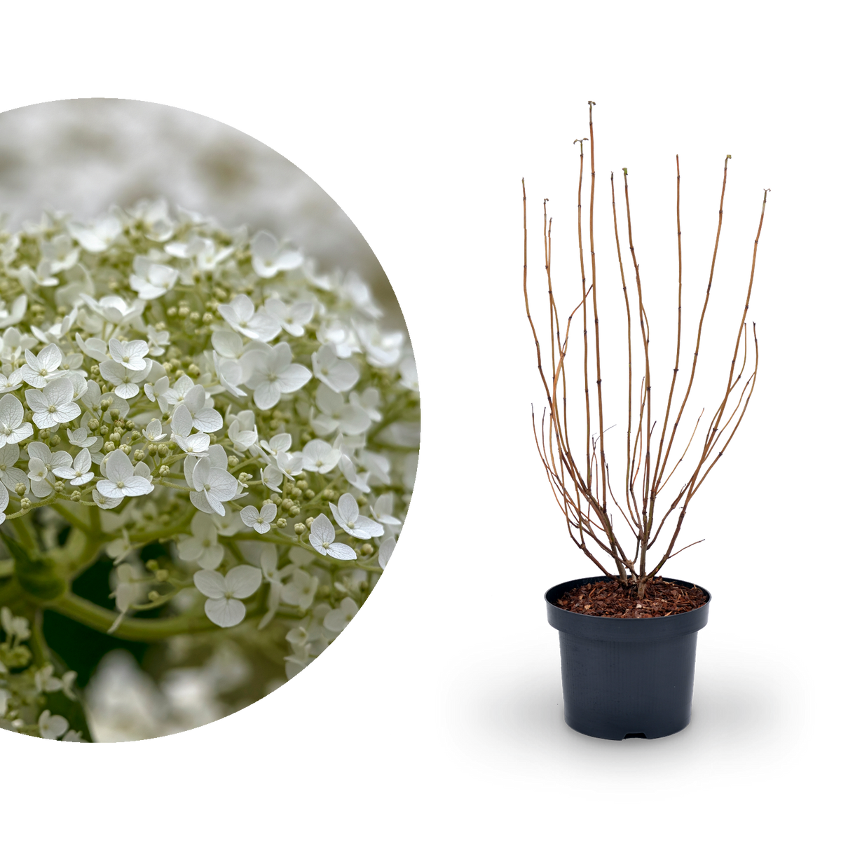 Ballhortensie 'Strong Annabelle' Weiß