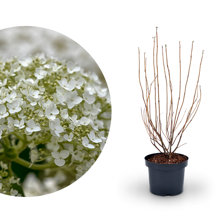 Ballhortensie 'Strong Annabelle' Weiß