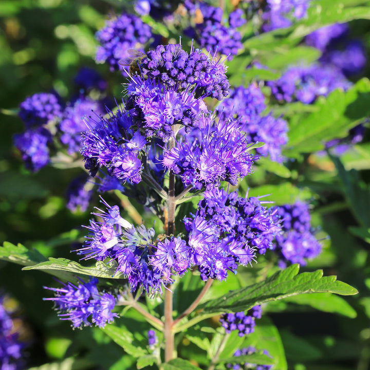 Blüte der Bartblume 'First Choice'