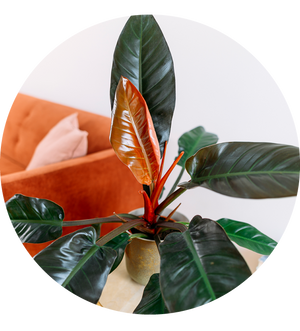 Philodendron 'Imperial Red'