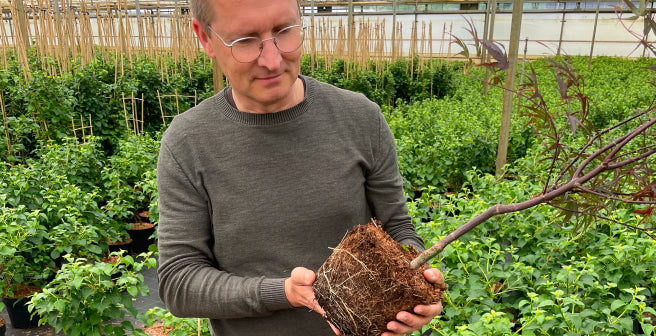 Frische Baumschulqualität aus Deutschland