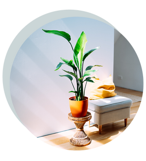 Strelitzia nicolai XXL-Größe