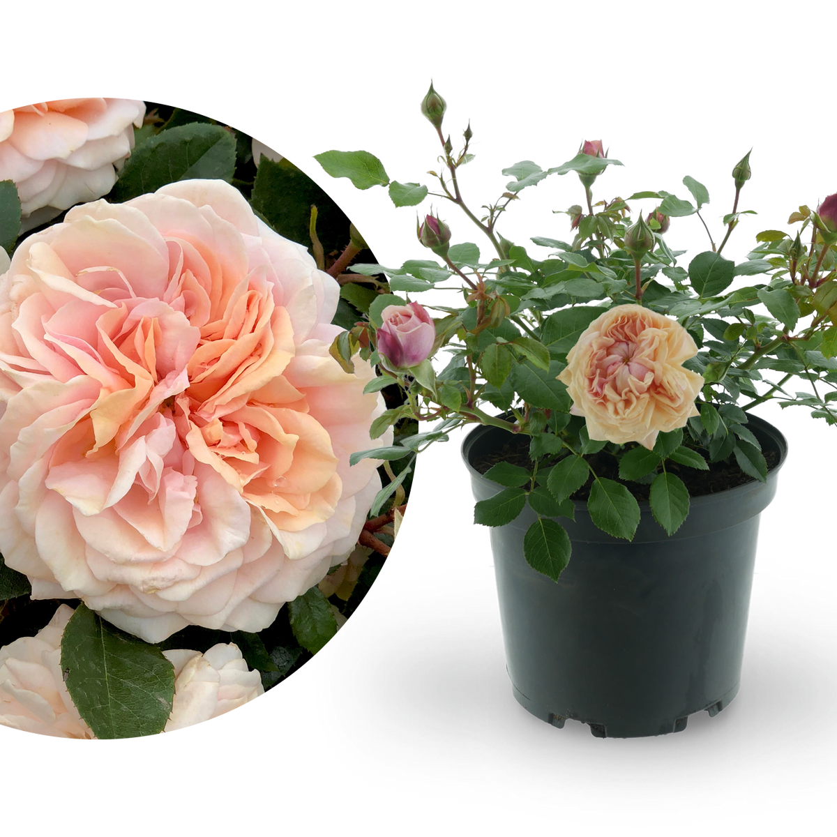 Beetrose 'Garden of Roses'® Creme-Pastellrosa