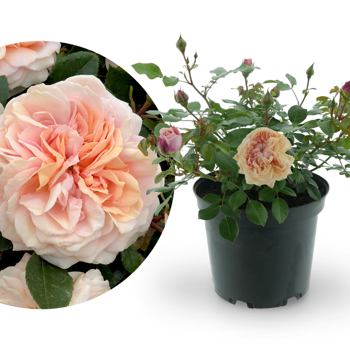 Beetrose 'Garden of Roses'® Creme-Pastellrosa