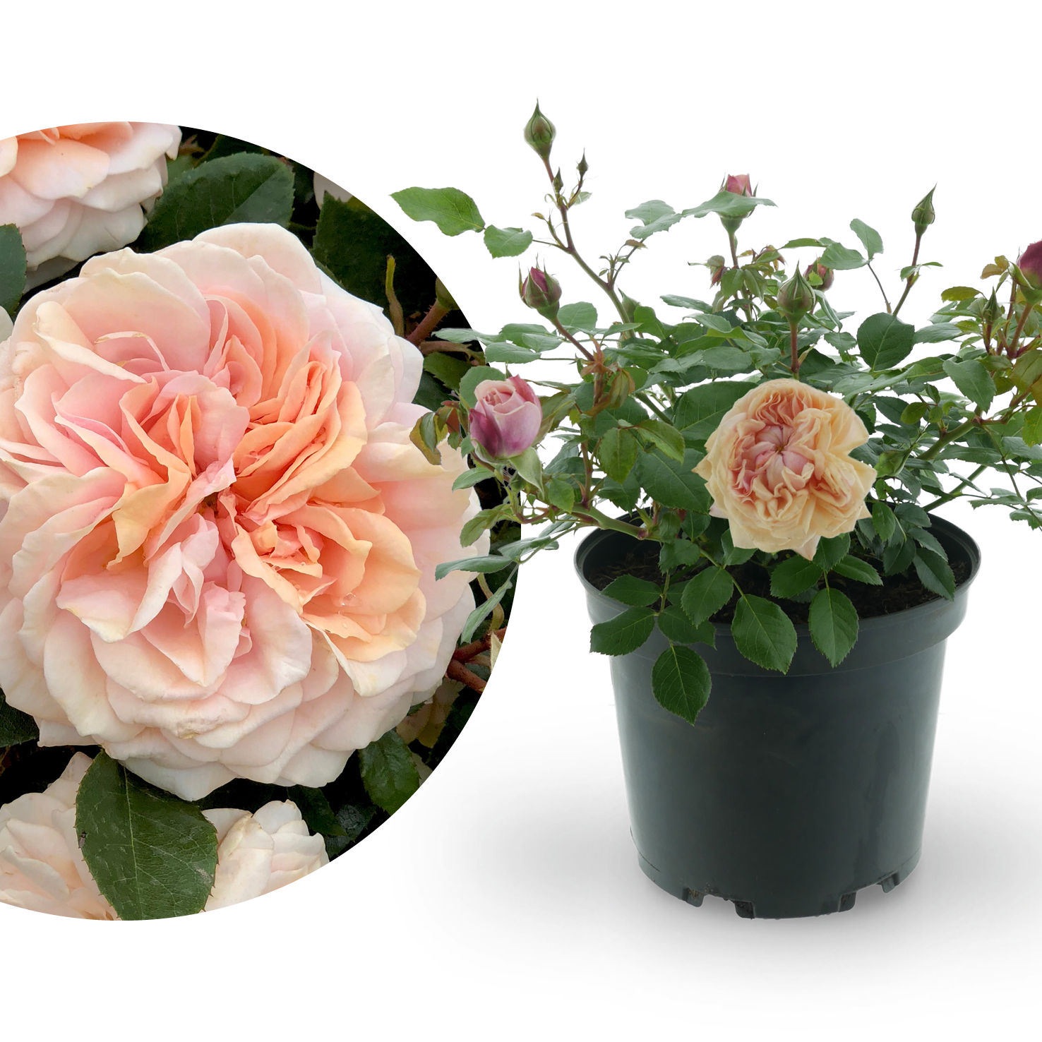 Beetrose 'Garden of Roses'® Creme-Pastellrosa