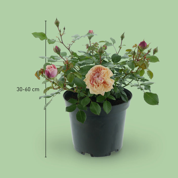 Größe der Beetrose 'Garden of Roses'®