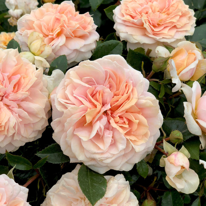 Beetrose 'Garden of Roses'® in Blüte