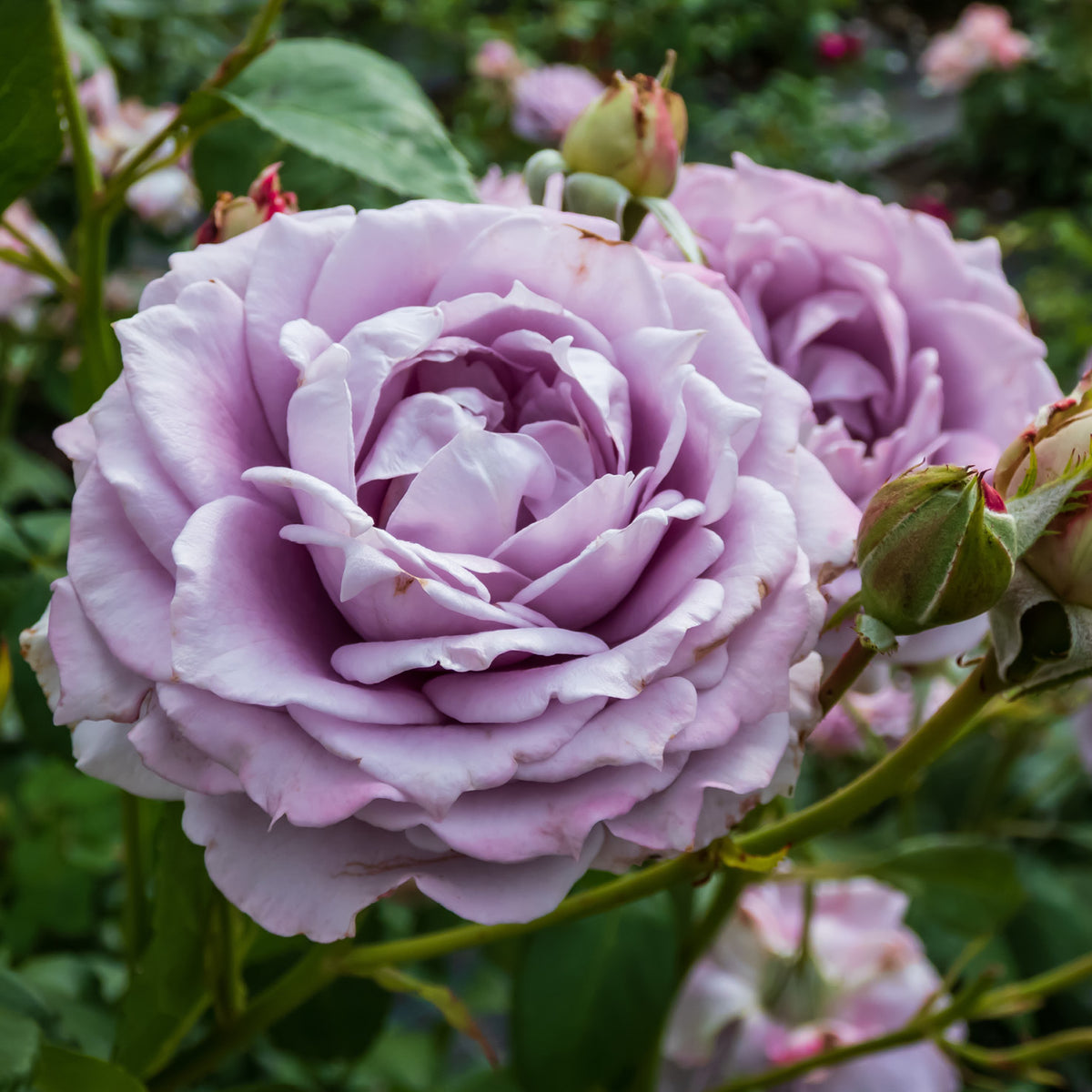Beetrose 'Novalis'® in Blüte