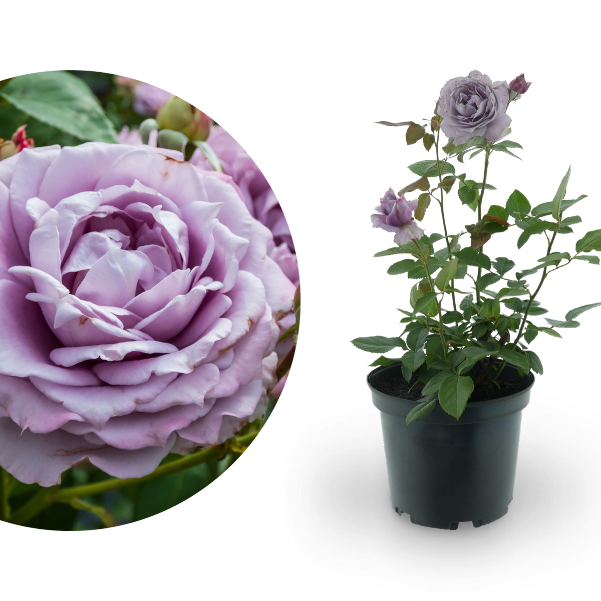 Beetrose 'Novalis'® Lavendelblau