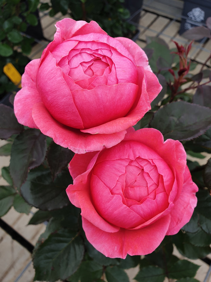 Beetrose Parfuma® 'Gartenprinzessin Marie-José' Rosarot