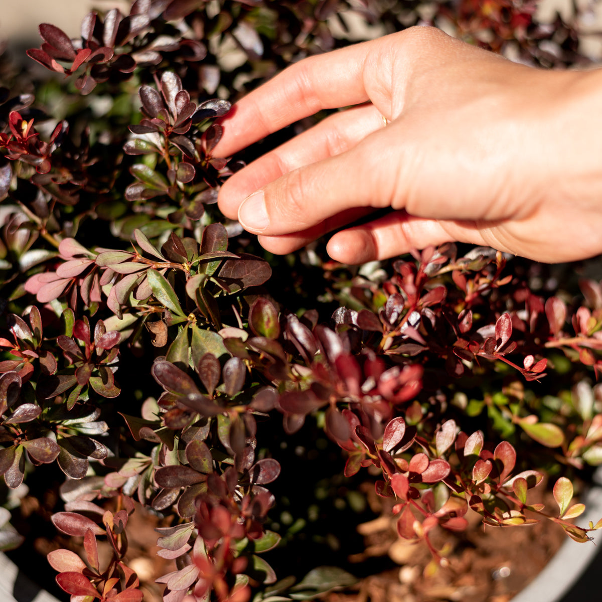 Blätter der Roten Zwerg-Berberitze 'Atropurpurea Nana'