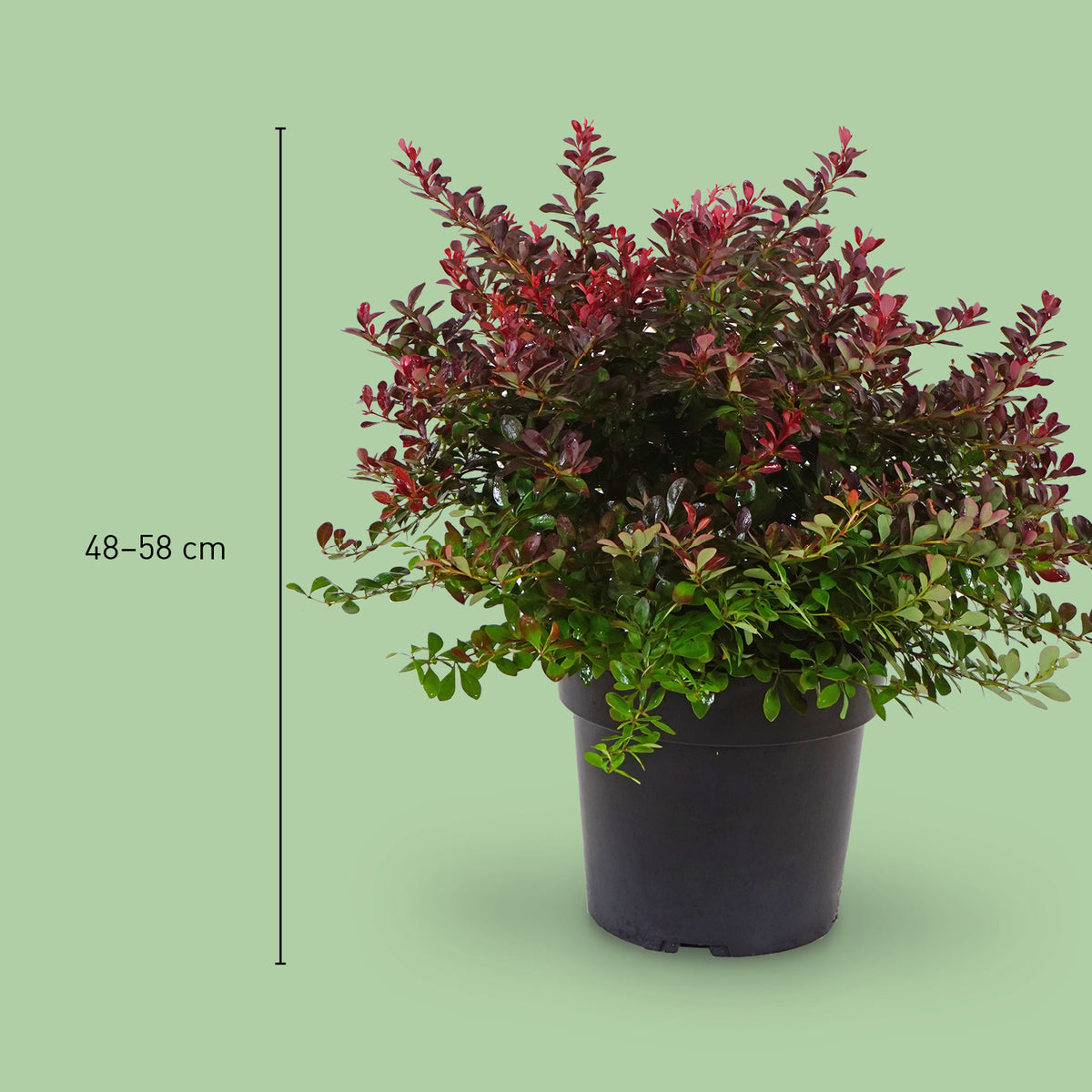 Größe der Roten Zwerg-Berberitze 'Atropurpurea Nana'