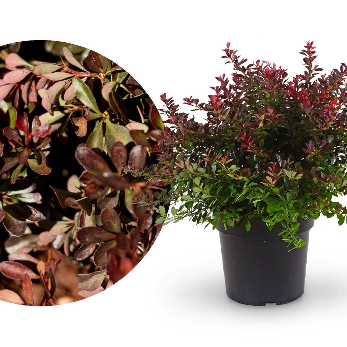Rote Zwerg-Berberitze 'Atropurpurea Nana'