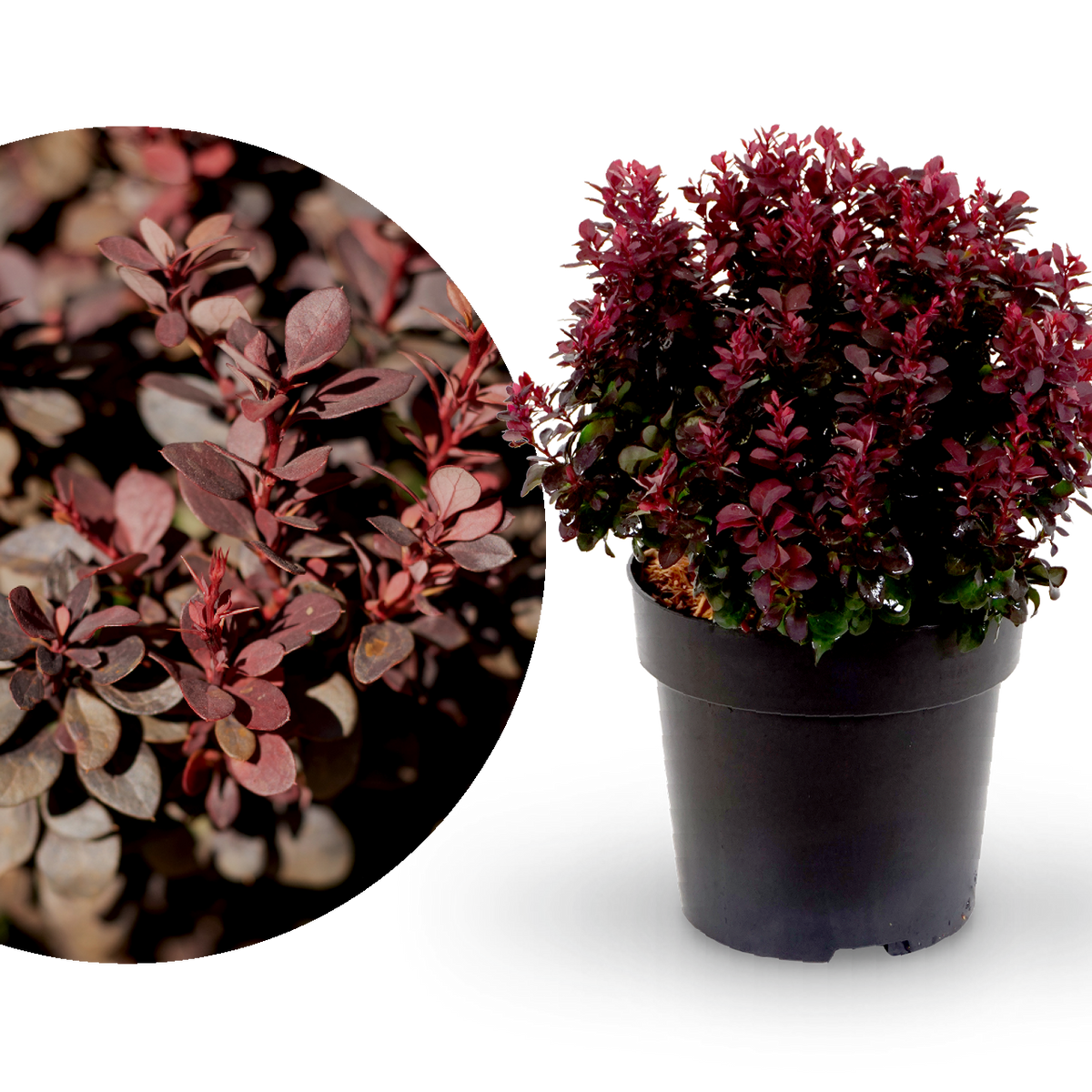 Berberitze 'Concorde'