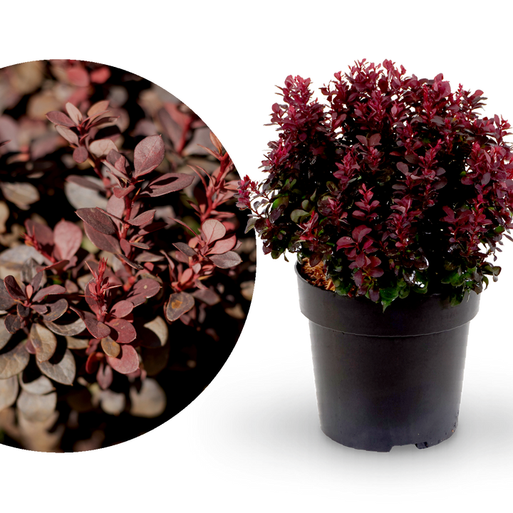 Berberitze 'Concorde'
