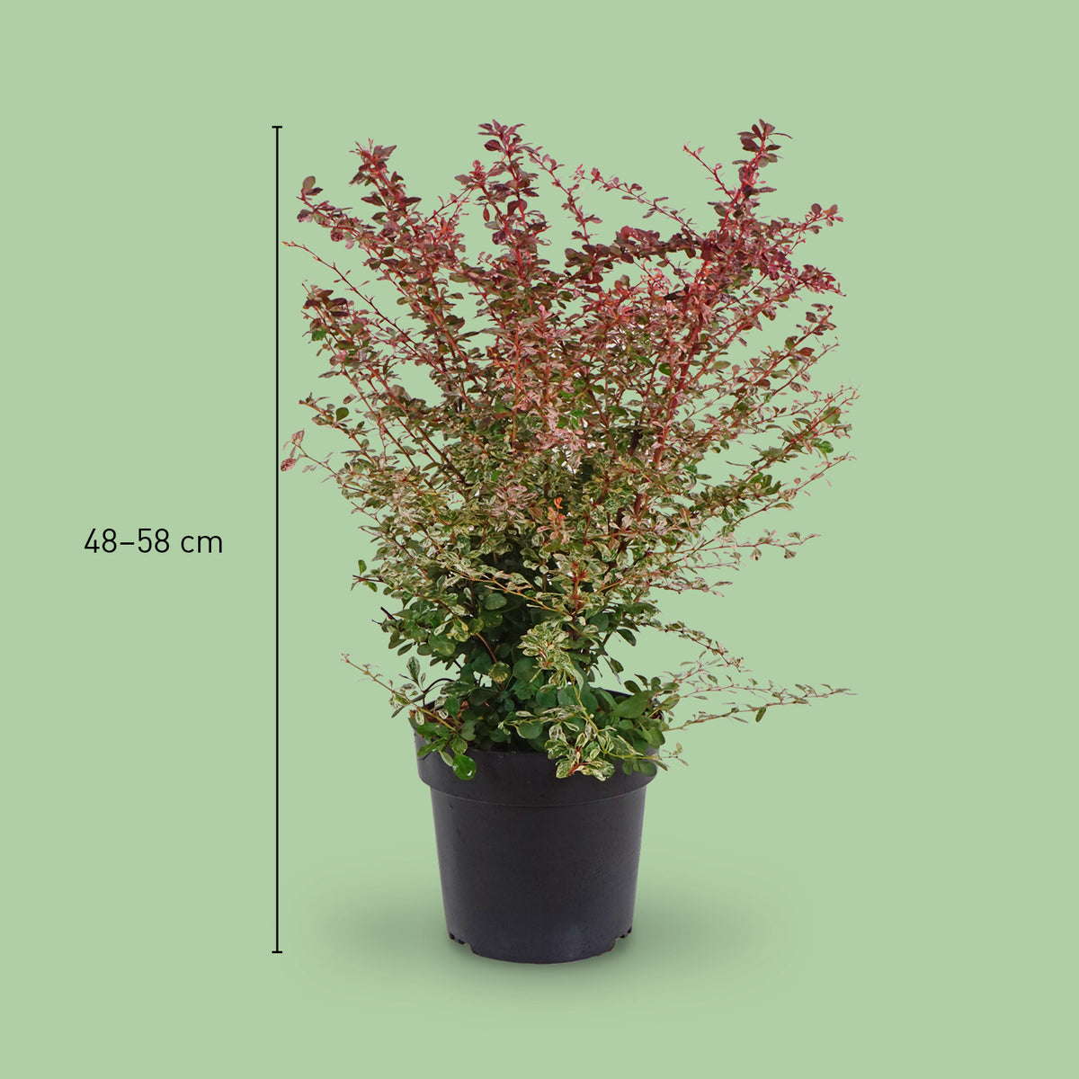 Größe der Berberitze 'Harlequin'