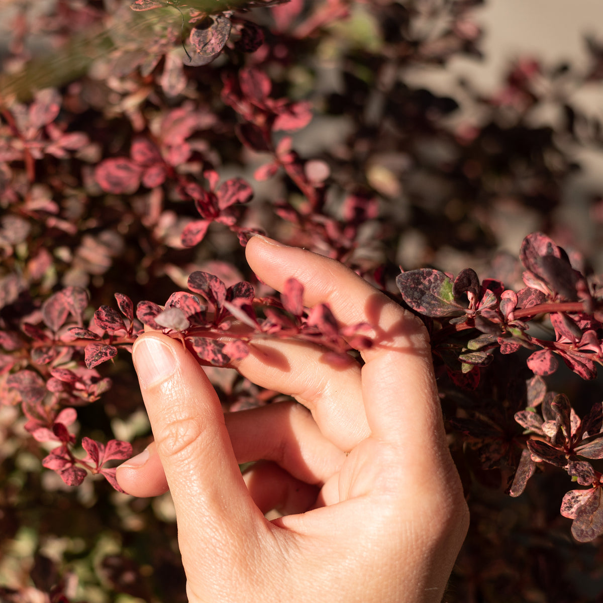 Laub der Berberitze 'Harlequin'