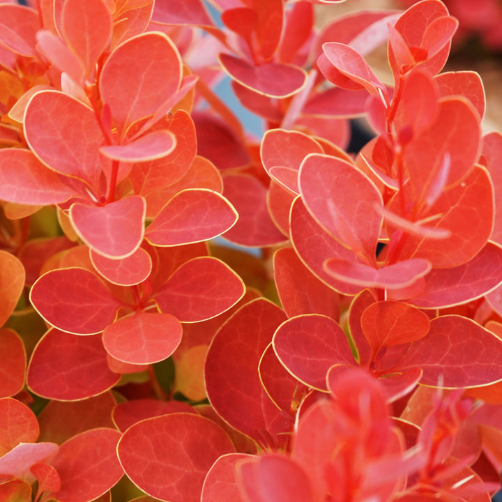 Blätter der Berberitze 'Orange Ice'