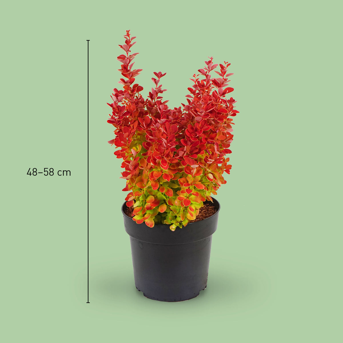 Größe der Berberitze 'Orange Ice'
