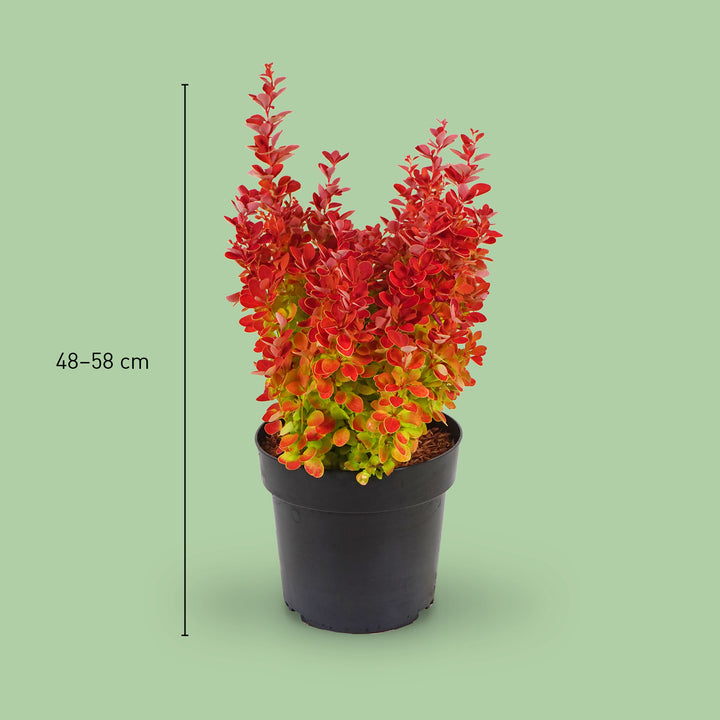 Größe der Berberitze 'Orange Ice'